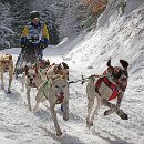 13 Seiler Max Schlittenrennen